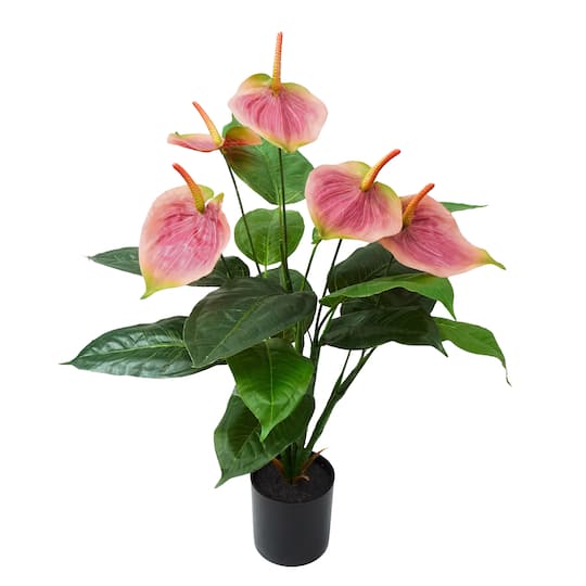 2ft. Potted Pink Laceleaf Plant by Ashland&#xAE;